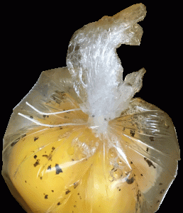 ocas-del-duraton-huevo-flor